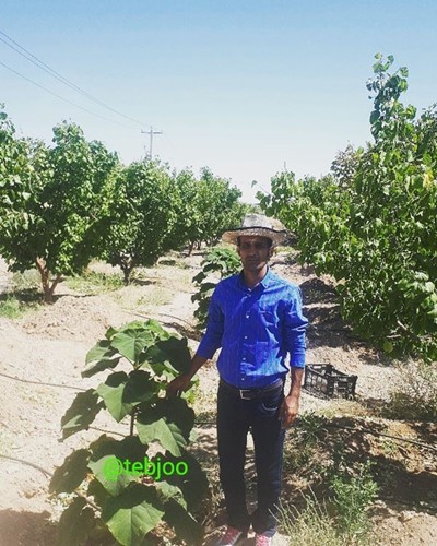 برخی پروژه های کاشت نهال پالونیا هیبریدی طب جو استان یزد پالونیا یزد